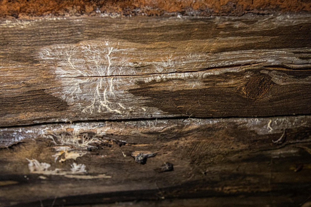 What Is Wood-Decay Fungus? Identifying Rot Under the Home